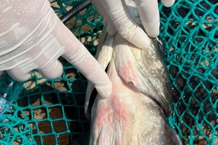 Nguyen nhan hon 90 tan ca bop o Ly Son chet cung luc hinh anh