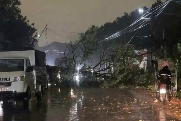 Cay bat goc trong mua, de chet nguoi phu nu ban xoi hinh anh