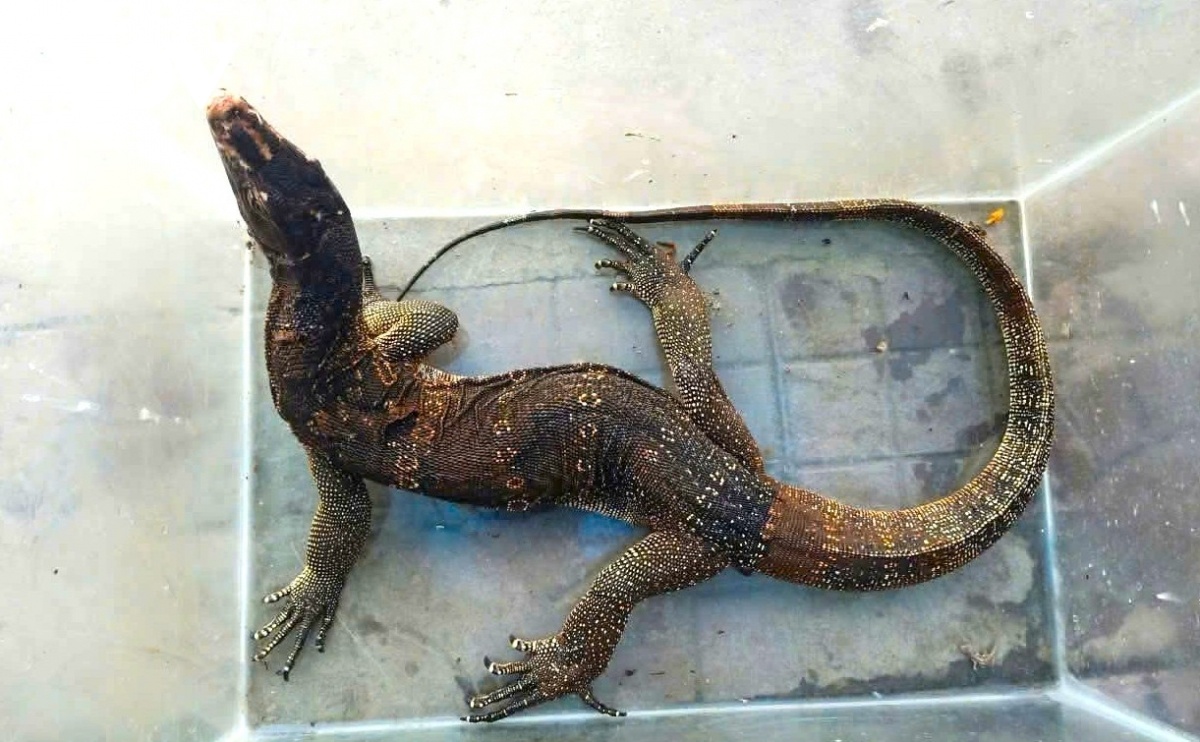 Ky da hoa quy hiem bo vao phong ngu nguoi dan o Ca Mau hinh anh