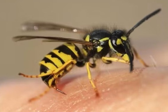 Ong dot tu vong mot nhan vien bao ve rung o Gia Lai hinh anh