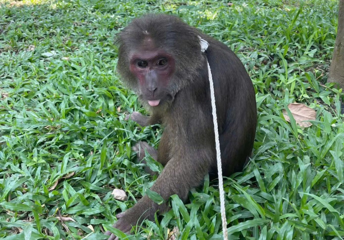 Khi mat do quy hiem ‘di lac’ vao chua o Hue hinh anh