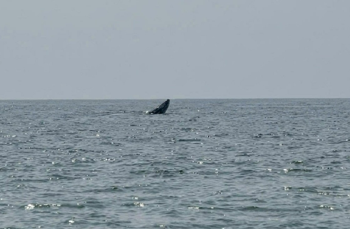 Ca voi xuat hien o vung bien Mui Ne hinh anh