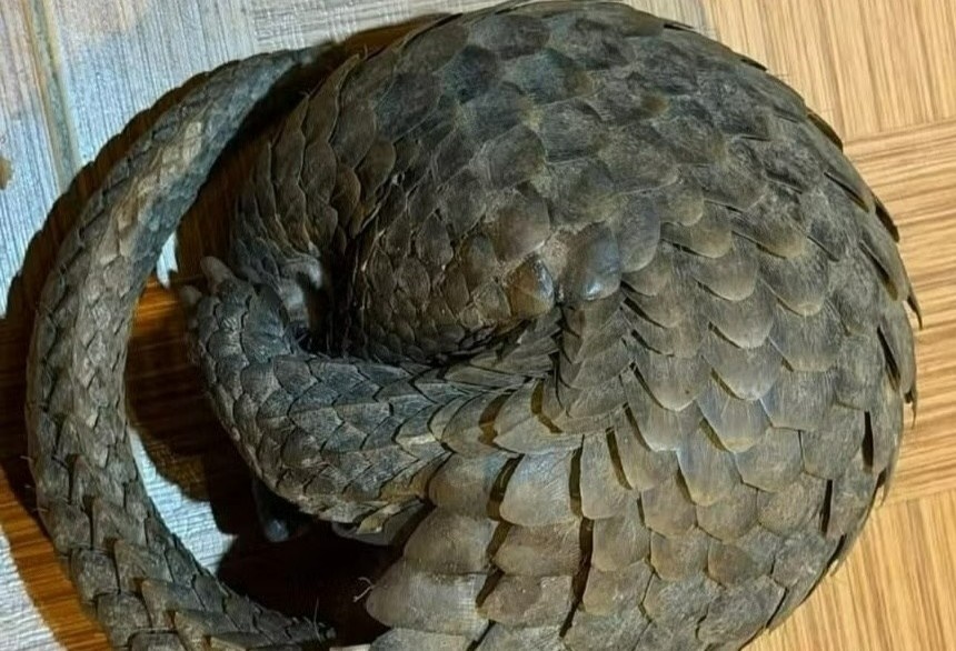 Te te quy hiem bo vao tang ham quan nhau hinh anh