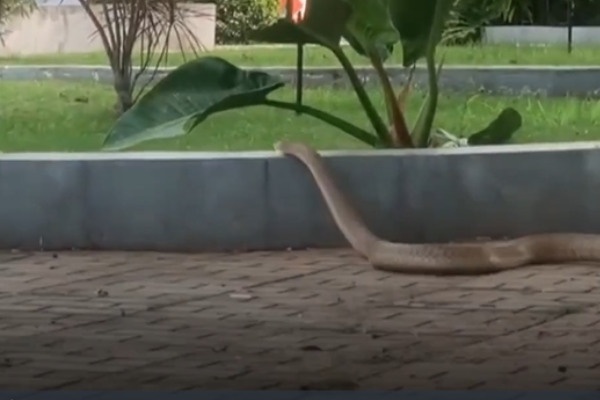 Ran dai 3 m lao vun vut vao benh vien hinh anh