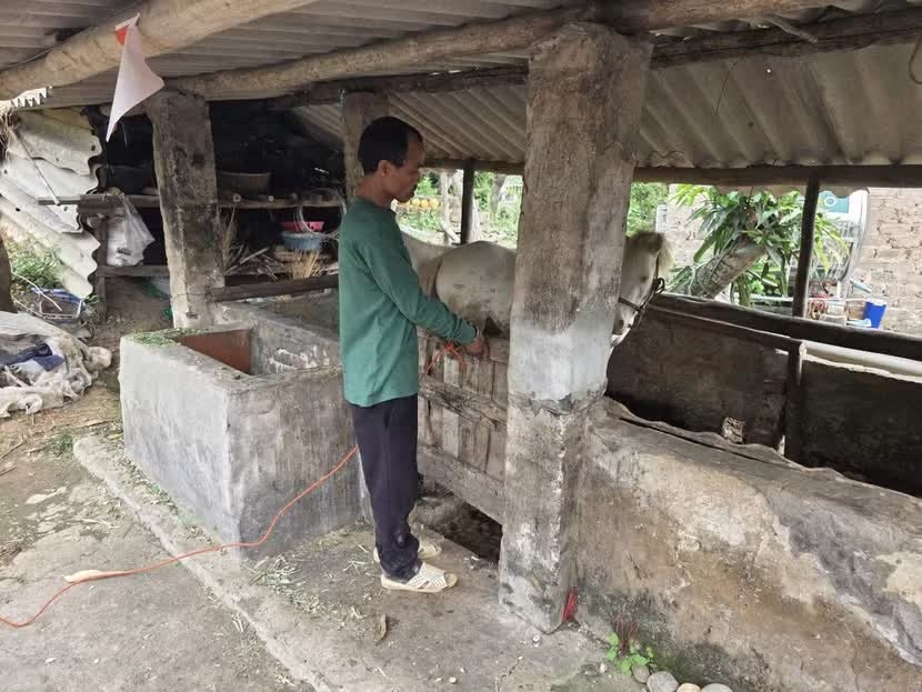trom ngua bach anh 1