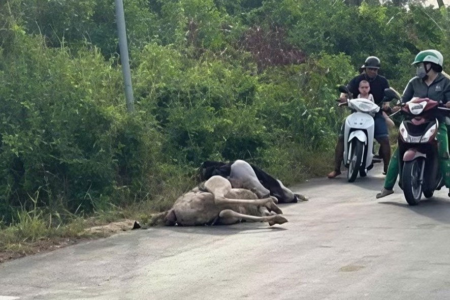 Bi an dan da dieu trang guc chet ben quoc lo luc rang sang hinh anh