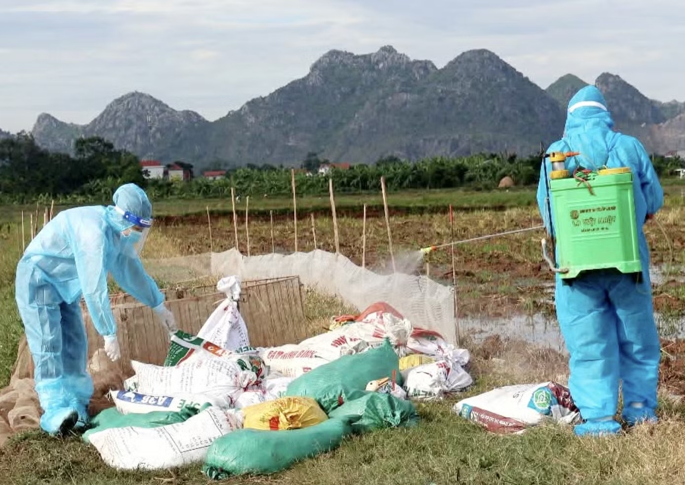 1.000 con vit nhiem cum gia cam tai Ninh Binh, phai tieu huy hinh anh