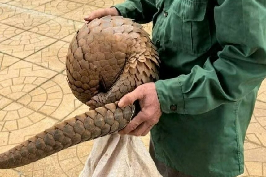'Bau vat Sach Do' nang 4 kg xuat hien trong vuon nha dan o Dong Nai hinh anh