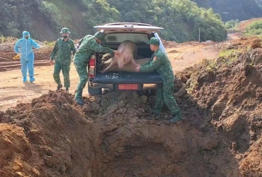 Tieu huy gan 600 kg lon nhap lau o Cao Bang hinh anh