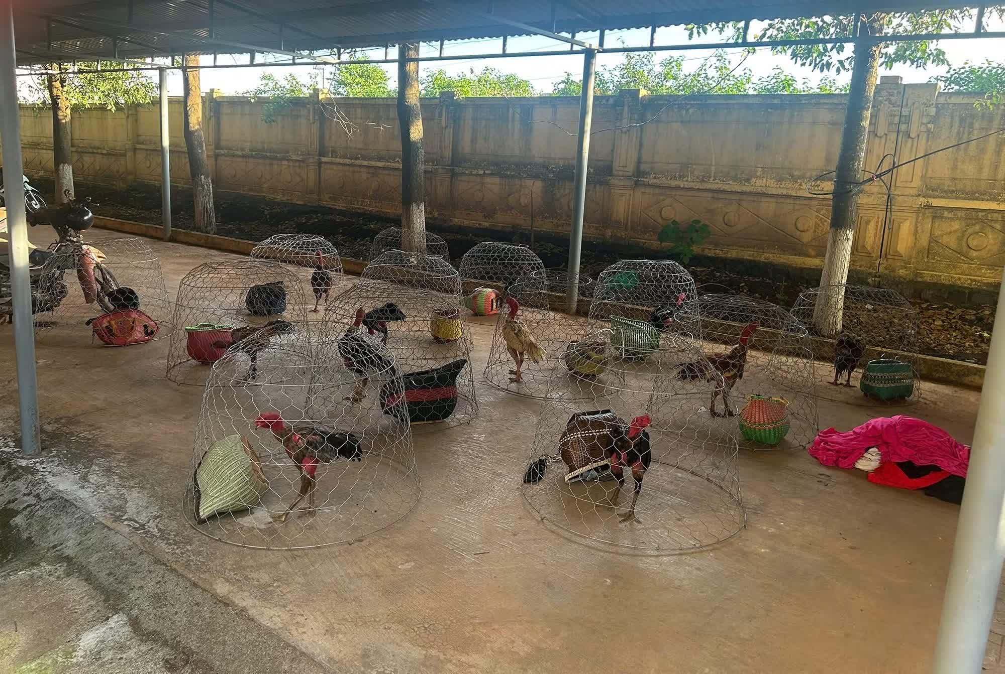 Dot kich soi ga anh 6