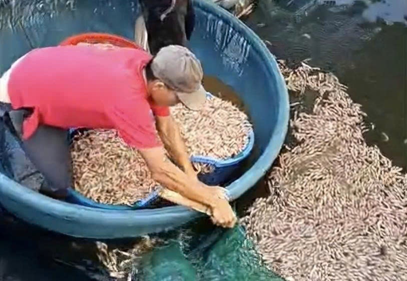 Phat hien 8 tui la duoi ao, cong an dieu tra vu tom chet hang loat hinh anh