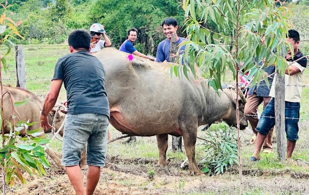 Trau ‘dien’ huc nguoi, 4 nan nhan nhap vien hinh anh