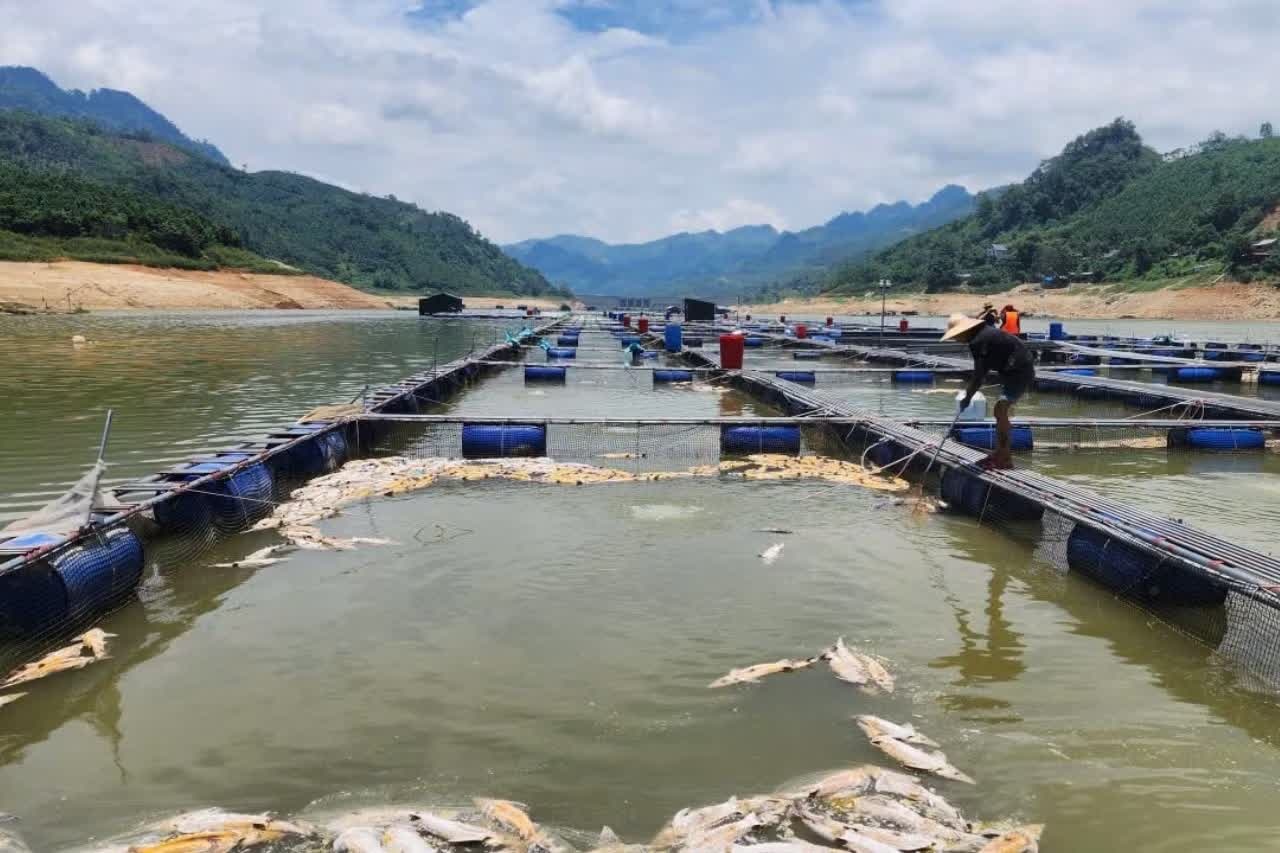 Nang nong keo dai, ca tam tren ho thuy dien Bac Ha chet la liet hinh anh