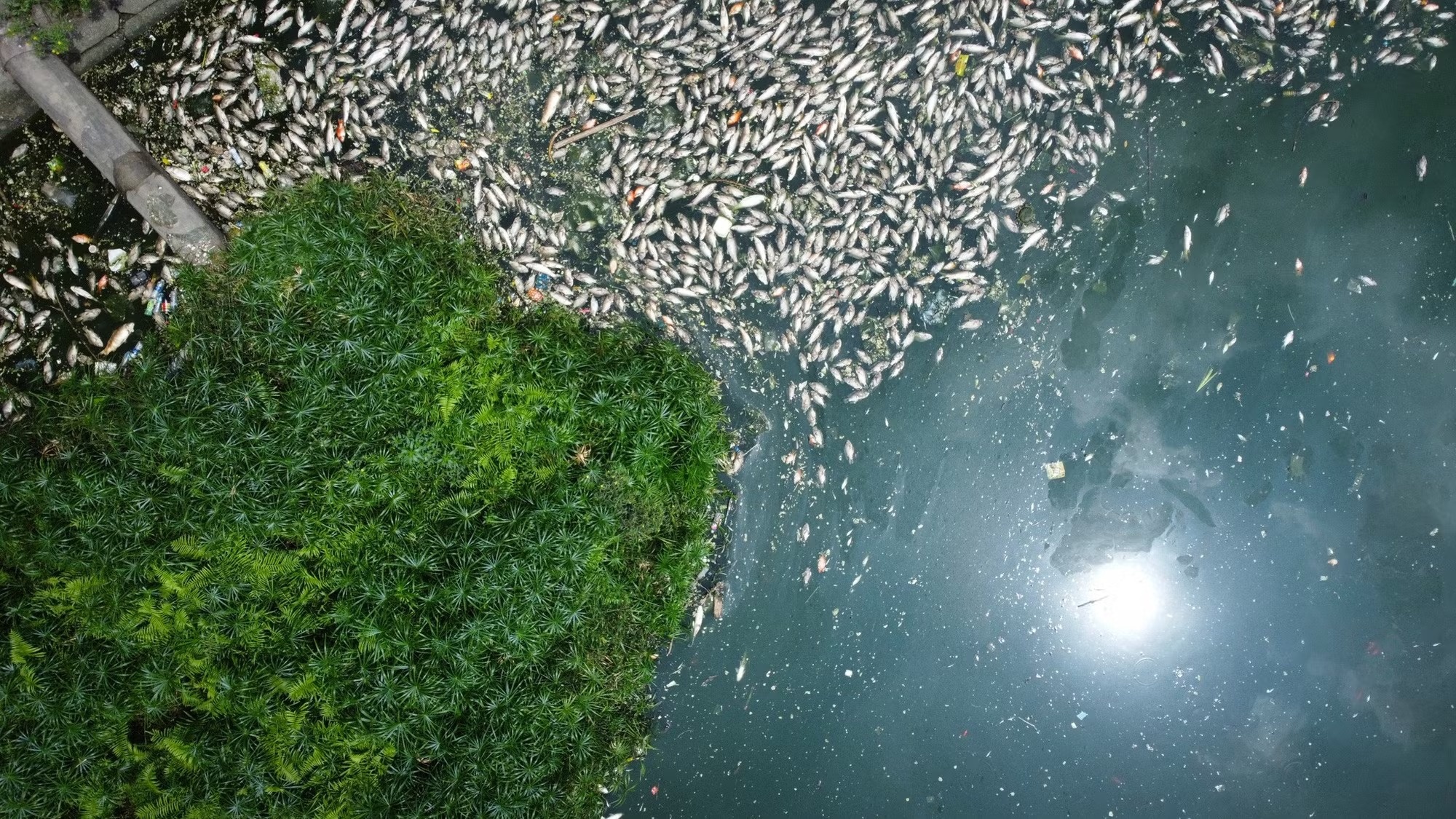 Ca chet noi trang ho Cong vien Nghia Do o Ha Noi hinh anh