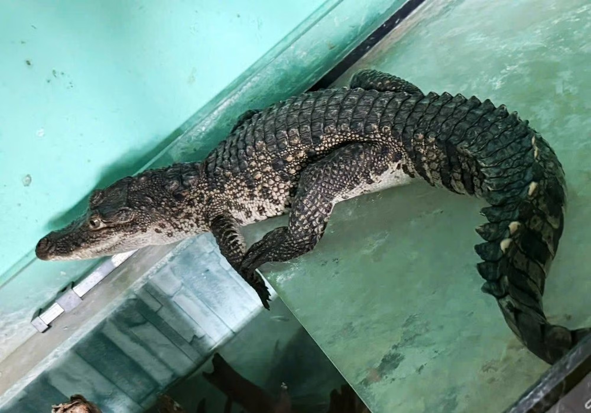 Ca sau dai ca met vao nha dan o trung tam thanh pho hinh anh