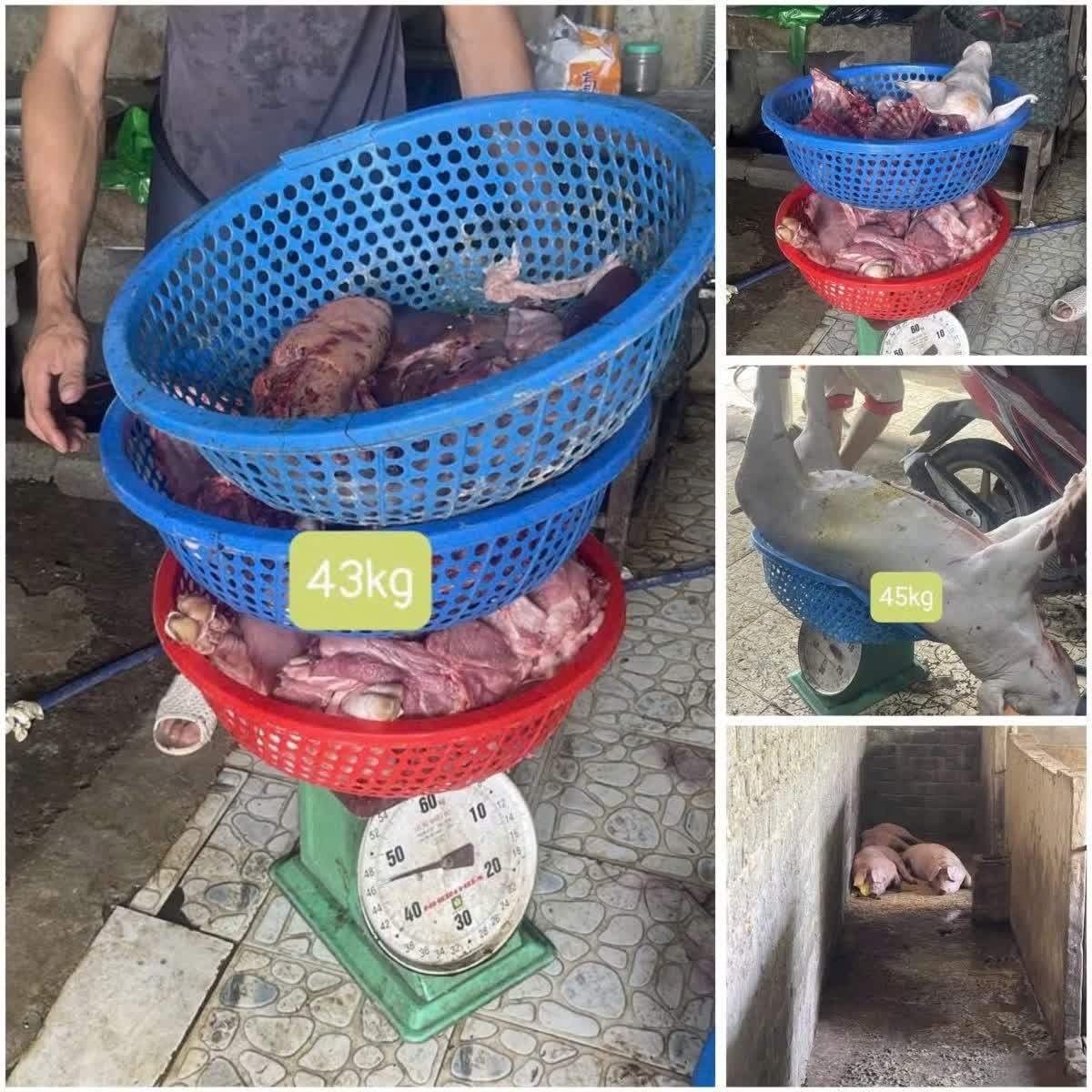 Giet mo lon,  Nhiem dich ta,  Chau Phi anh 3