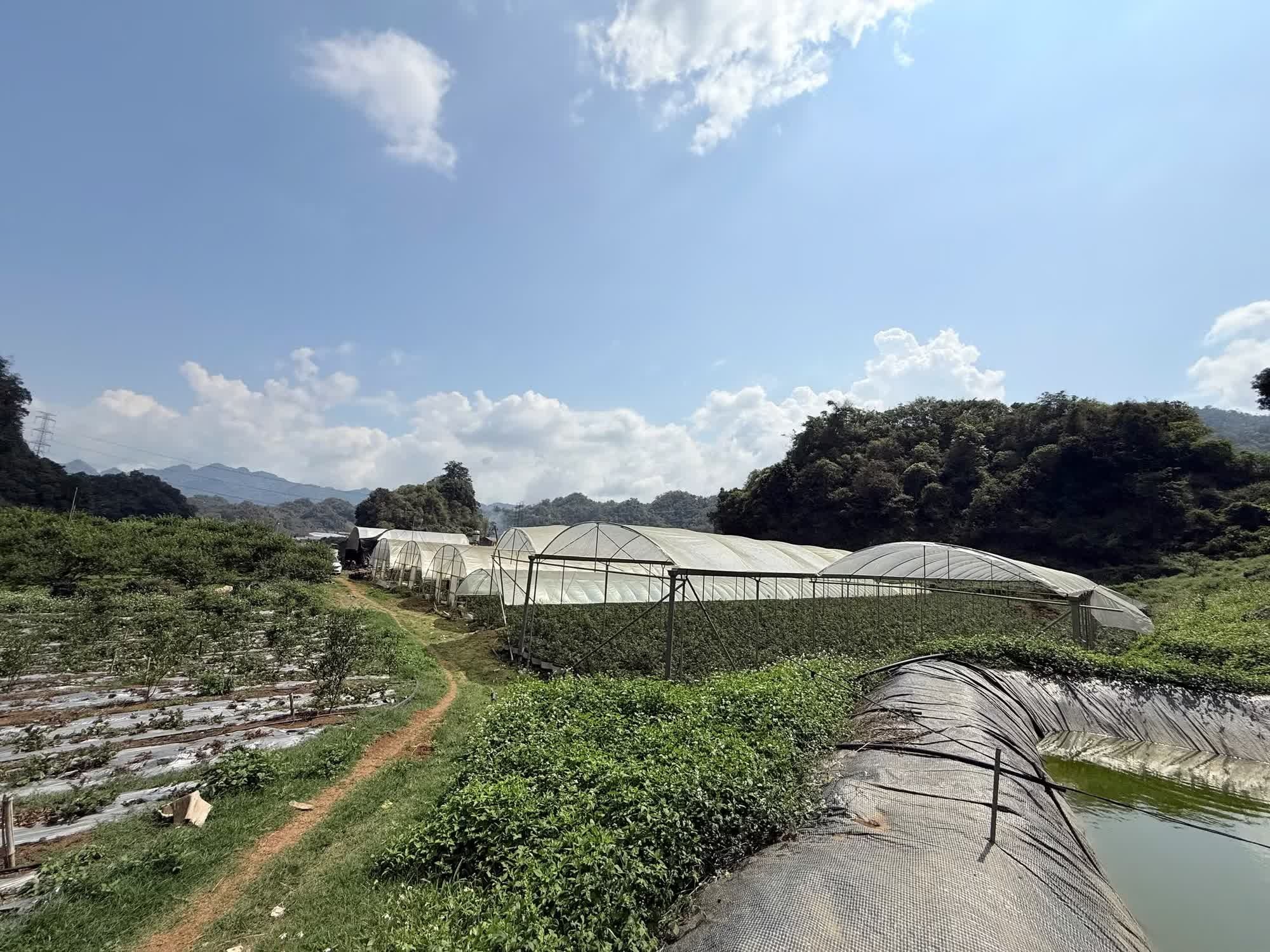 Công ty Greenland, Doanh nghiệp Greenland, Giám đốc Greenland, chủ công ty Greenland, Chủ doanh nghiệp Greenland, Việt quất, Hương Giang Việt Nam, Công ty Hương Giang, Doanh nghiệp Hương Giang ảnh 4 Cong ty Greenland, Doanh nghiep Greenland, Giam doc Greenland, chu cong ty Greenland, Chu doanh nghiep Greenland, Viet quat, Huong Giang Viet Nam, Cong ty Huong Giang, Doanh nghiep Huong Giang anh 4