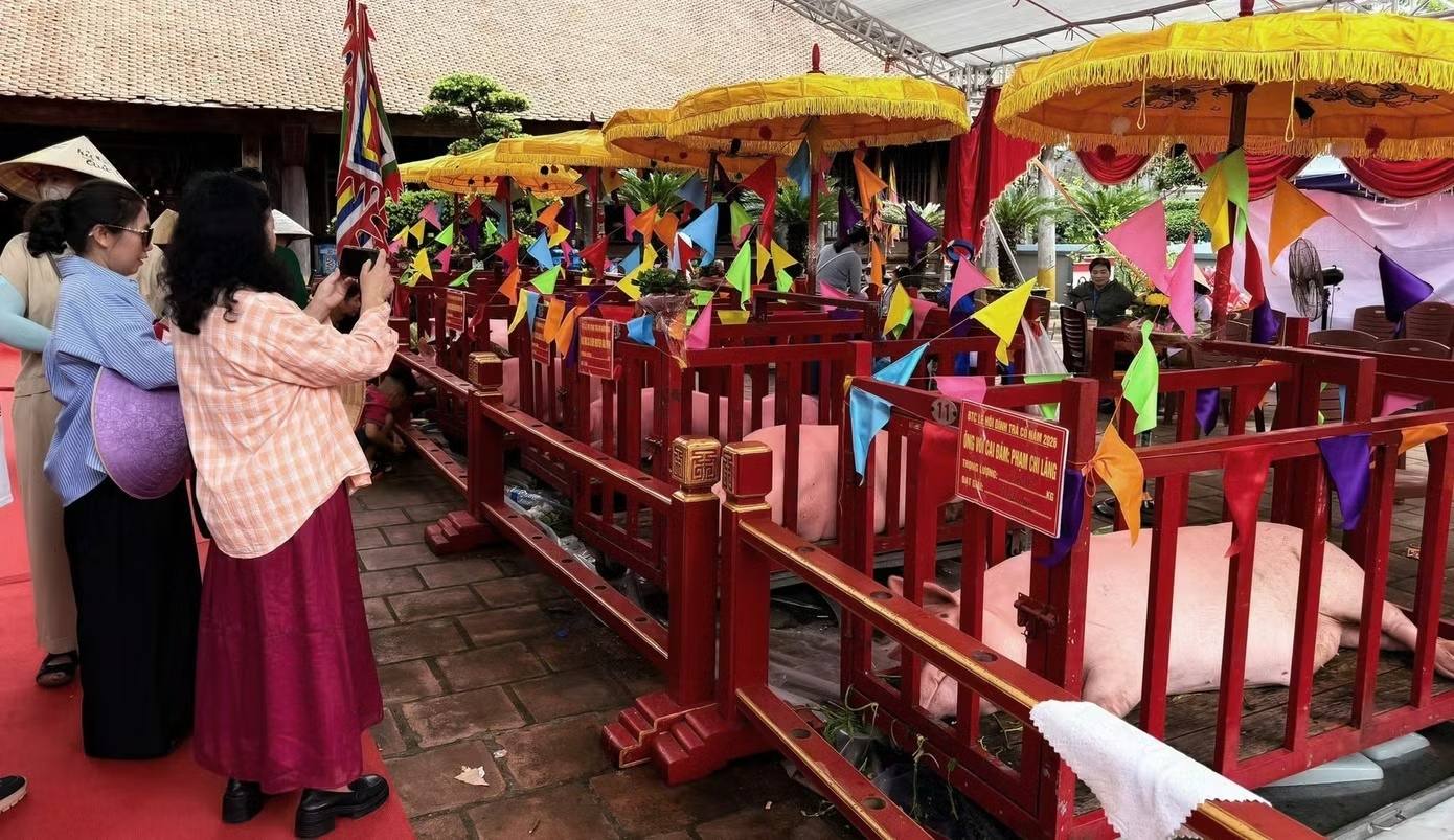 &Ocirc;ng Voi ảnh 7