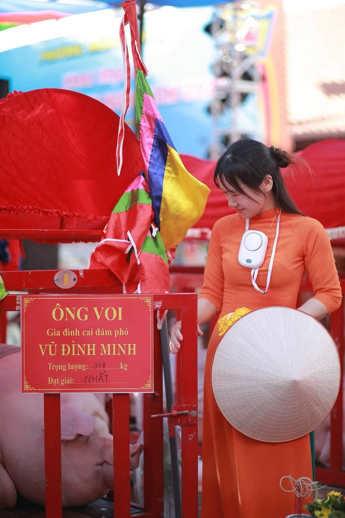Ông Voi ảnh 11 Ông Voi ảnh 11