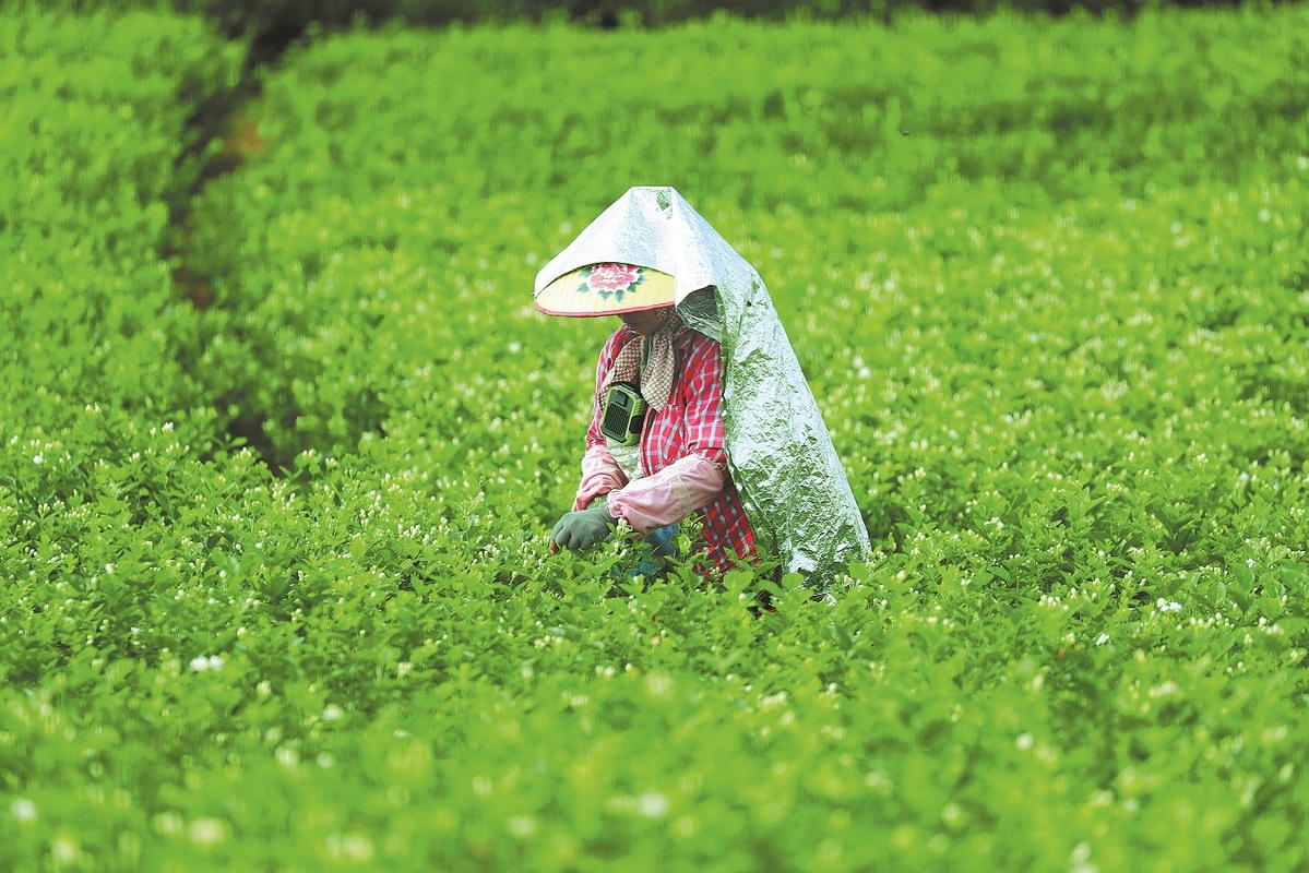 Bông hoa nhỏ làm nên 'mỏ vàng' tỷ USD ở Trung Quốc