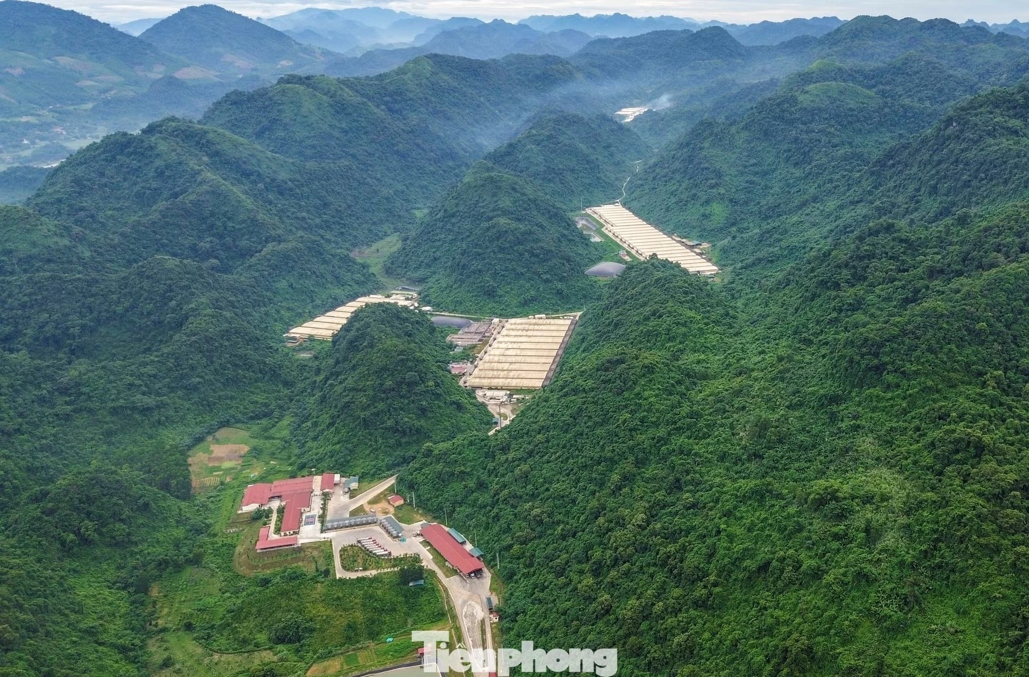trại lợn ảnh 1