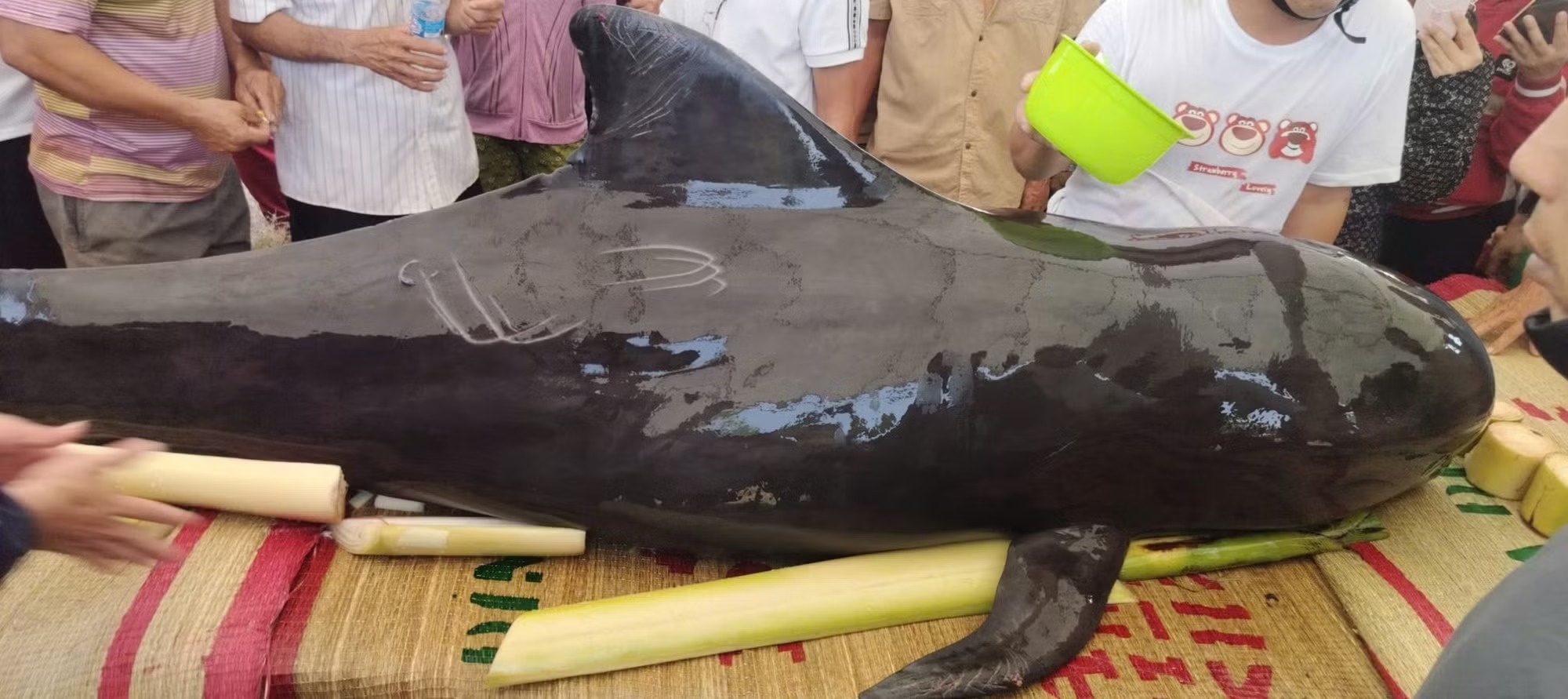 Cá heo nặng 300kg dạt vào bờ ở Quảng Ngãi