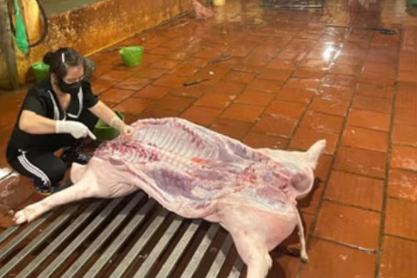 Kiểm tra đột xuất, xử lý 2 cơ sở giết mổ gia súc trái quy định