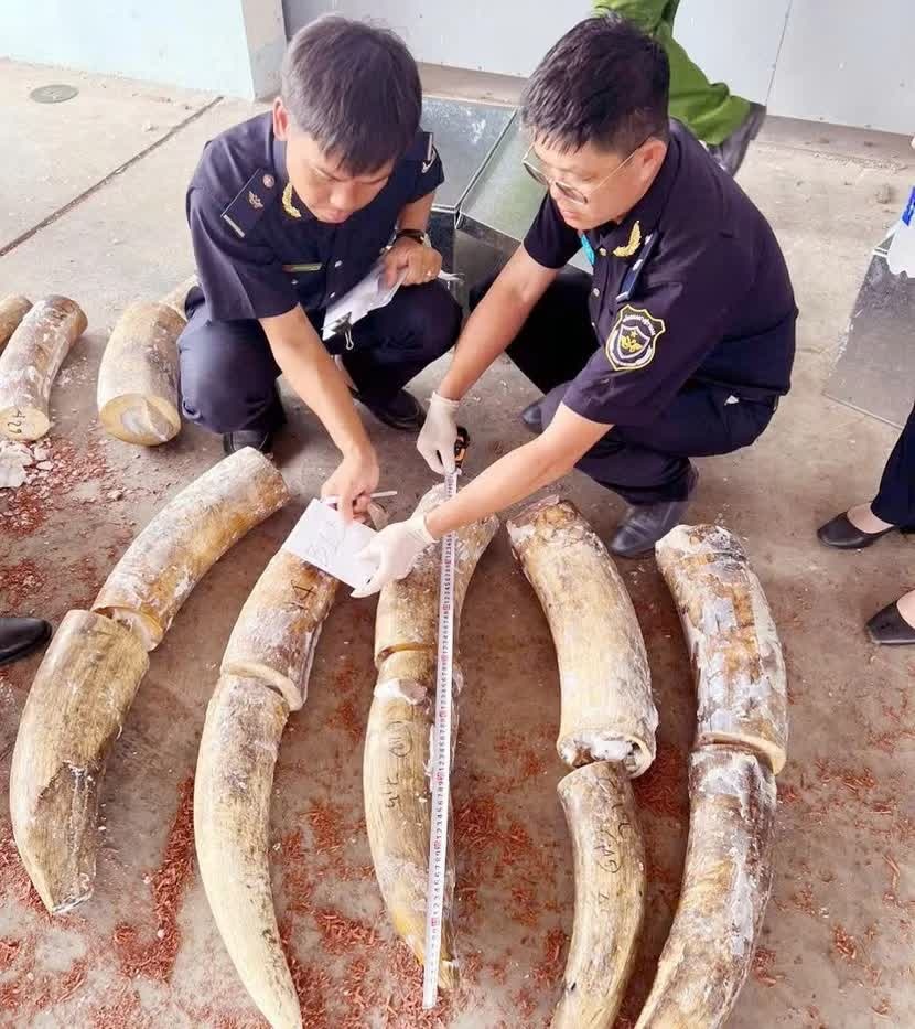 tấn ng&agrave; voi ảnh 1