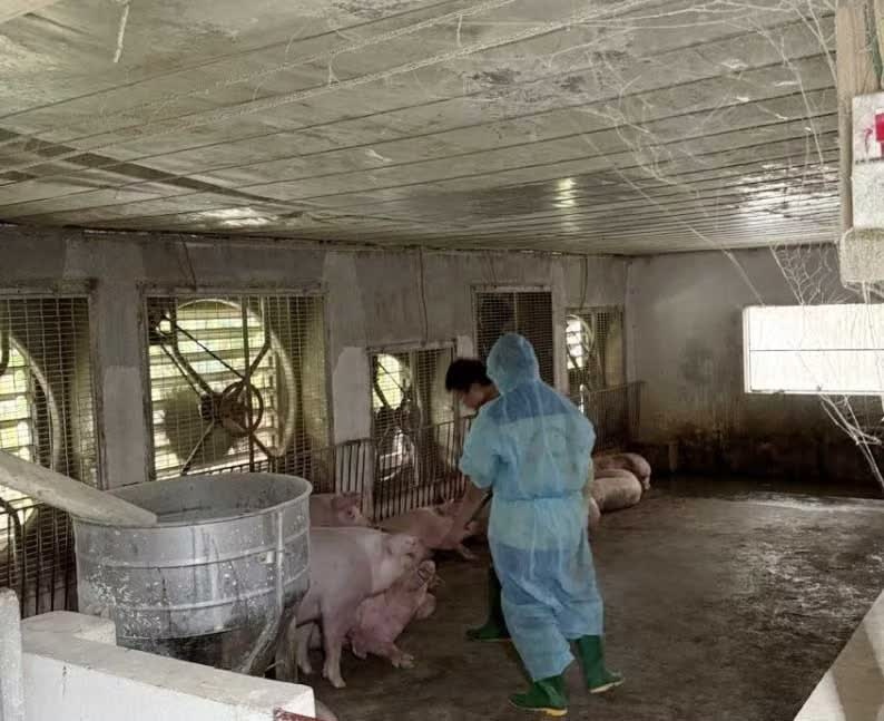 Một trang trại ở Phú Thọ tiêu hủy gần 1.900 con lợn vì dịch tả châu Phi