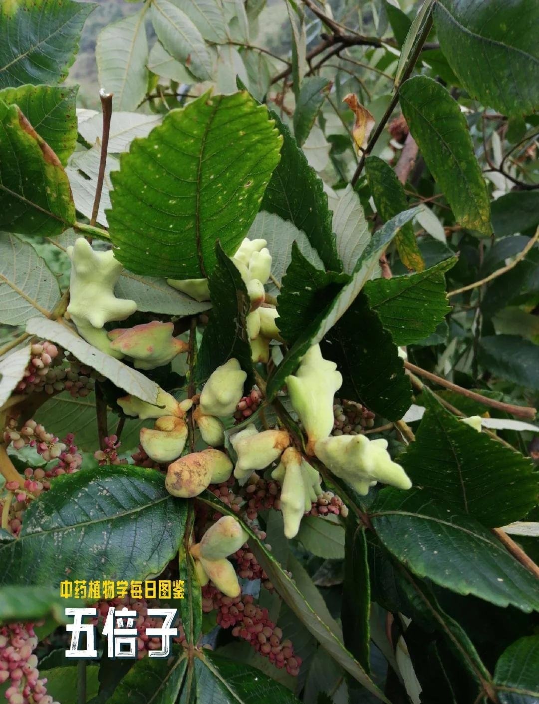 vàng ảnh 1 vàng ảnh 1