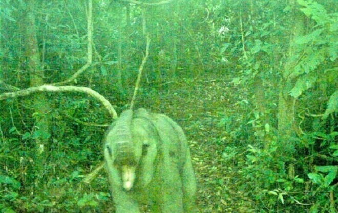 đ&agrave;n voi ảnh 4