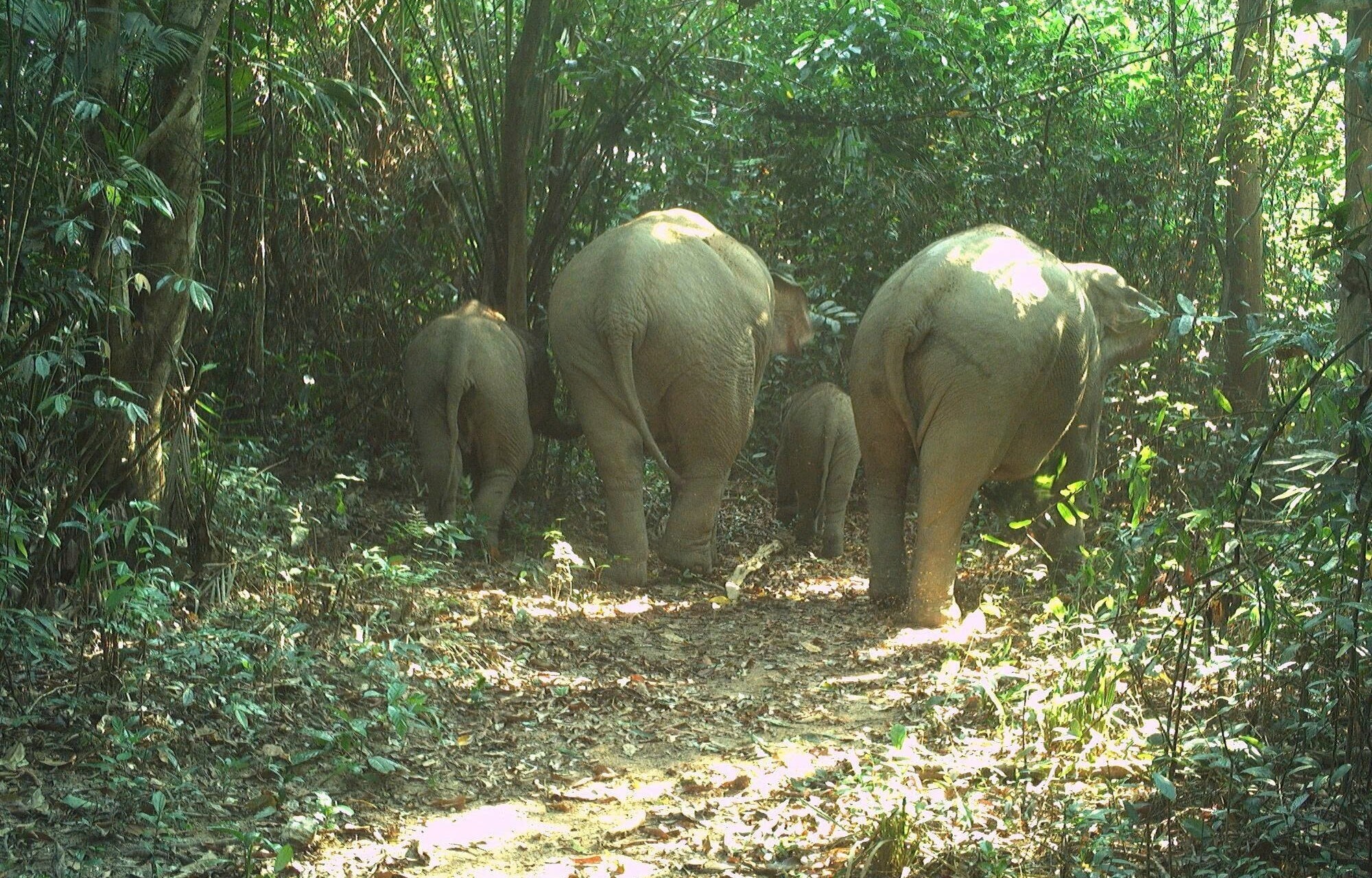 đ&agrave;n voi ảnh 1