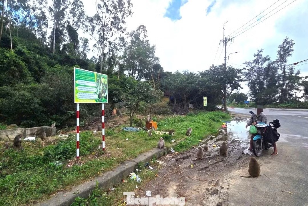 đổ thức ăn cho khỉ ảnh 1