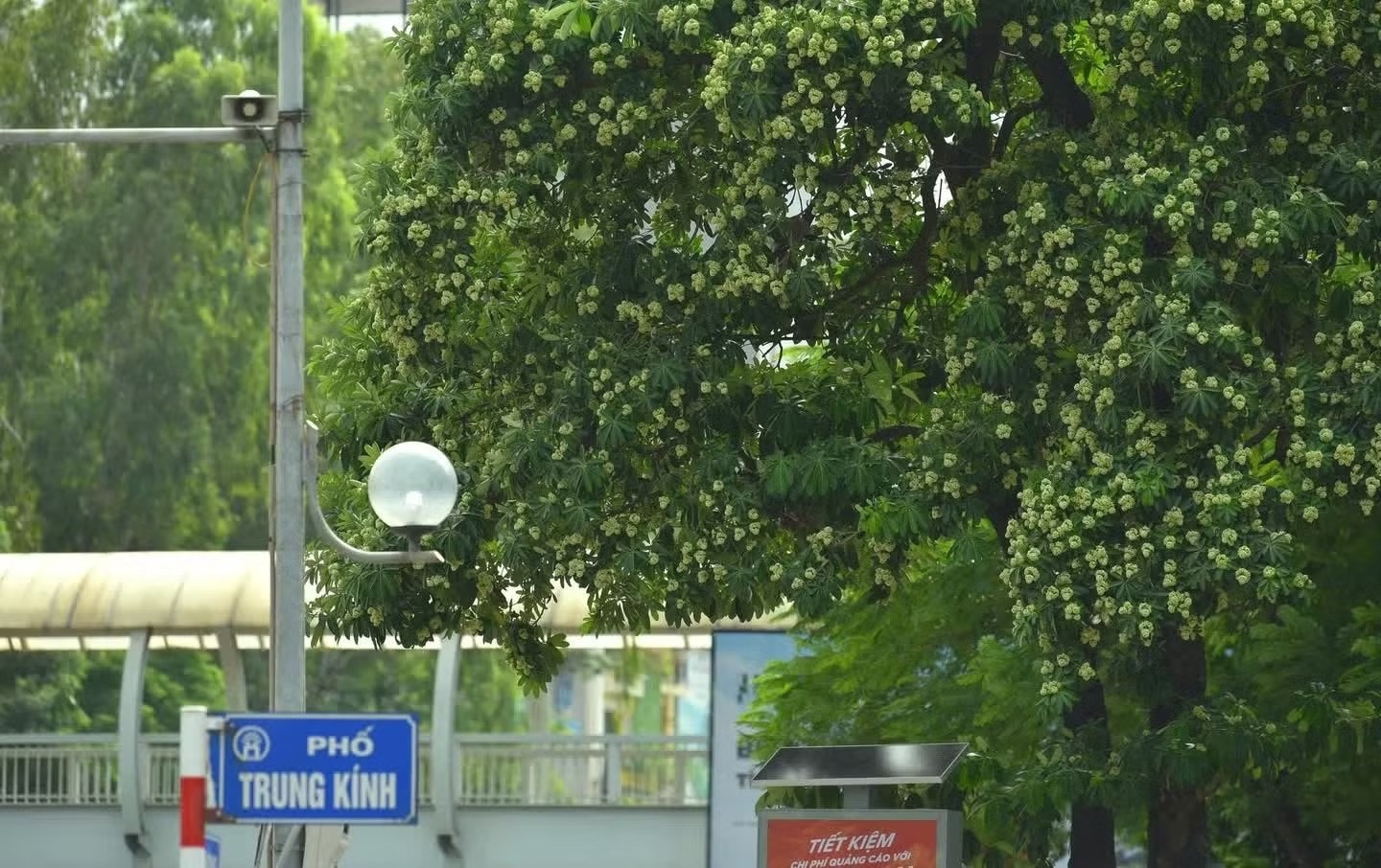 Hà Nội yêu cầu cắt tỉa ngay hoa sữa vì mùi quá nồng