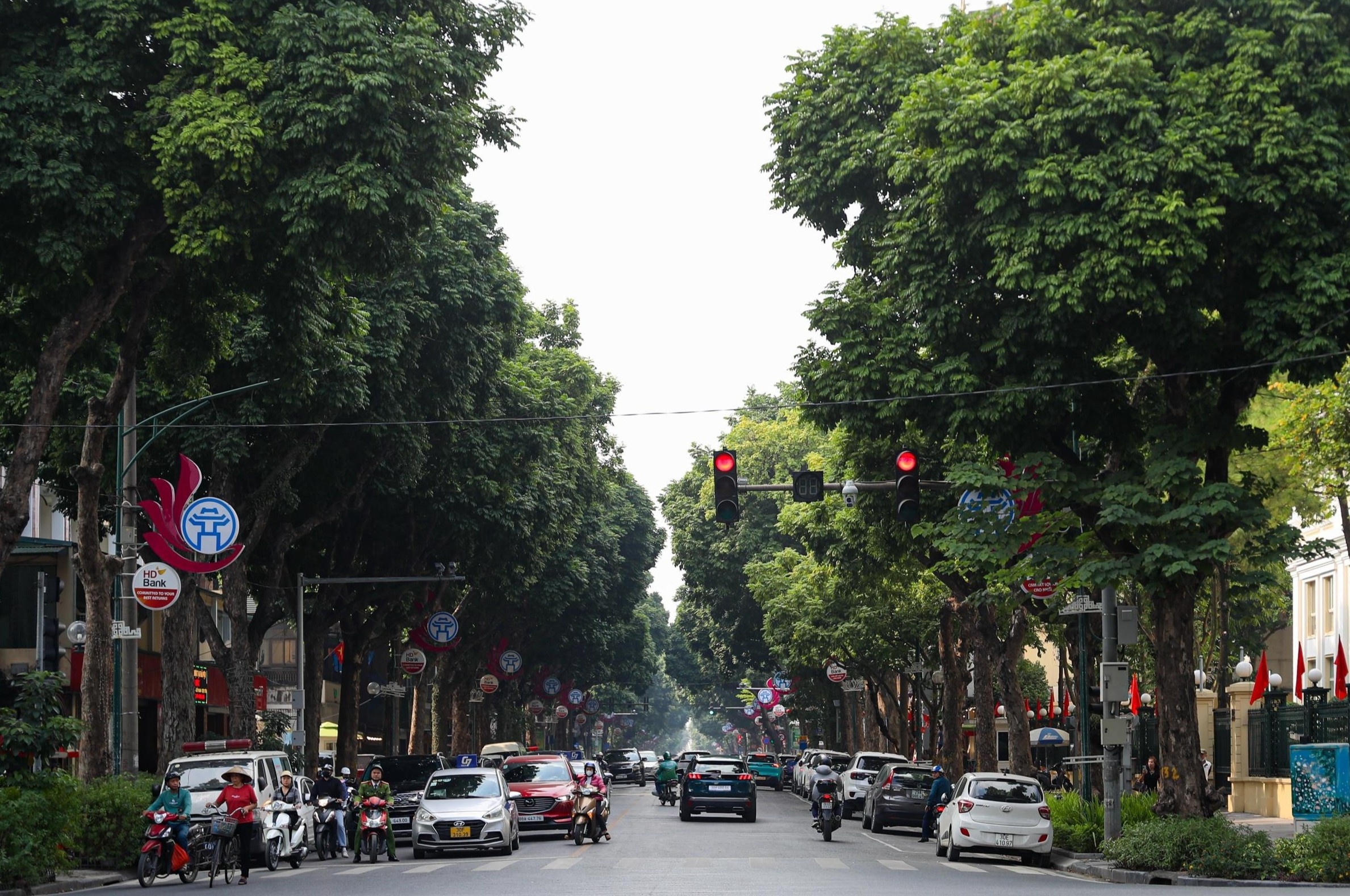 Hà Nội định hướng mỗi tuyến phố trồng một loài cây đặc trưng
