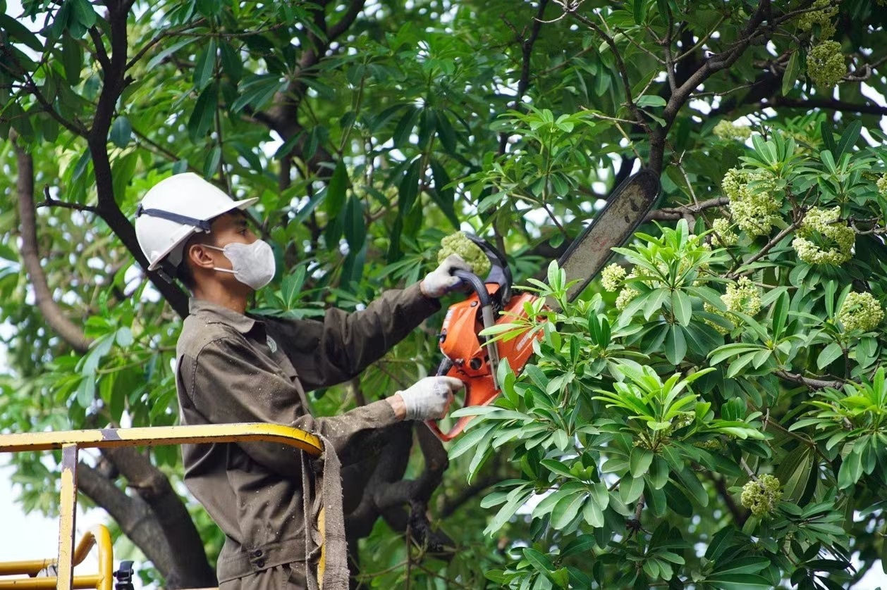 Hà Nội sẽ thay thế hoa sữa phố Nguyễn Du bằng cây sao đen