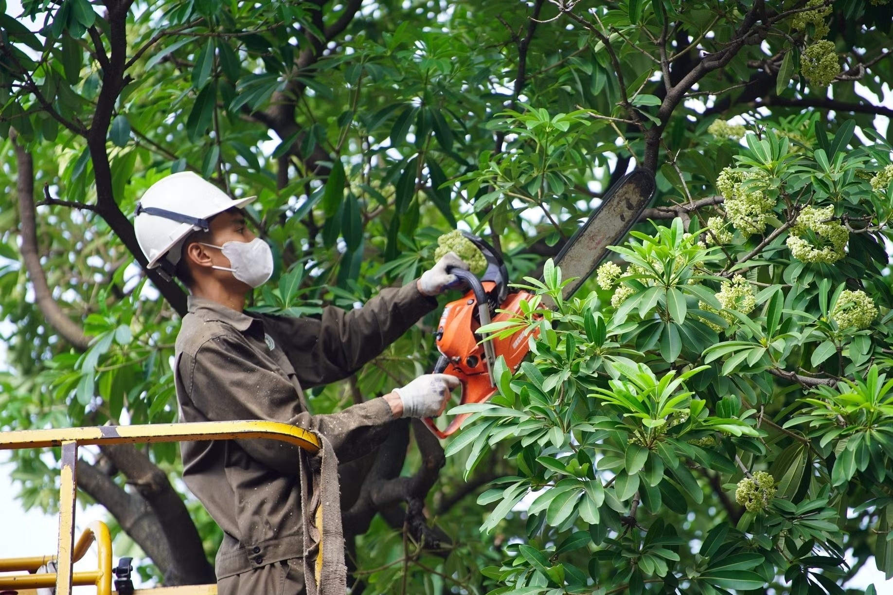 Hà Nội lấy ý kiến người dân về chặt, chuyển cây hoa sữa