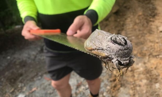 Phat hien buom dem khong lo o Australia hinh anh