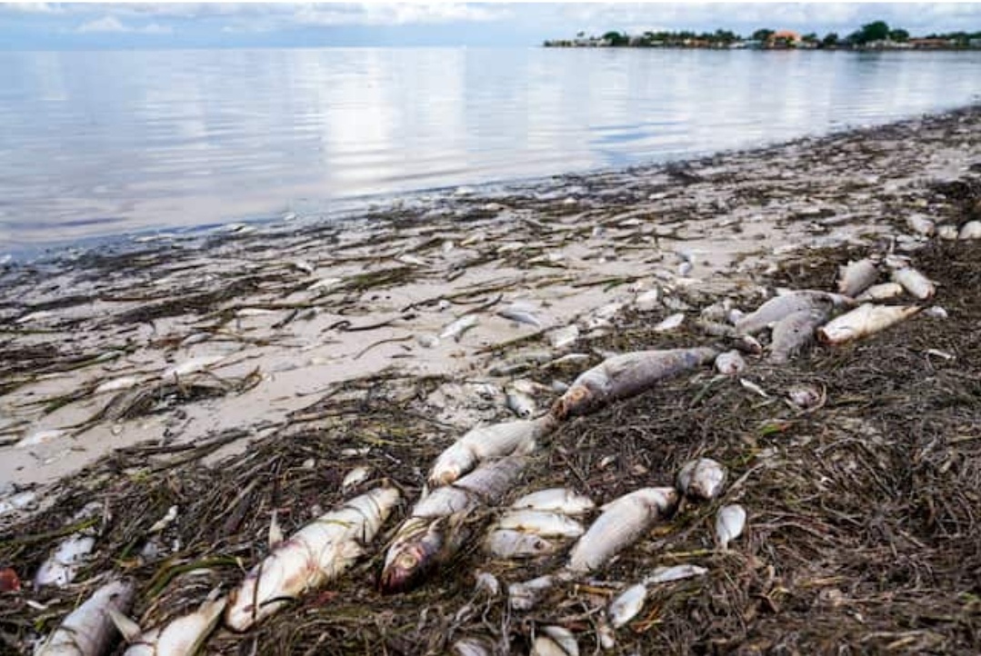 'Thuy trieu do' khien hang tan ca dat vao bo bien nuoc My hinh anh