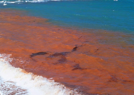 hang chuc tan ca troi dat vao bo bien Florida anh 2