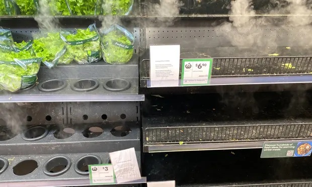 Cay rau diep trong sieu thi Australia thanh tam diem chu y toan cau hinh anh