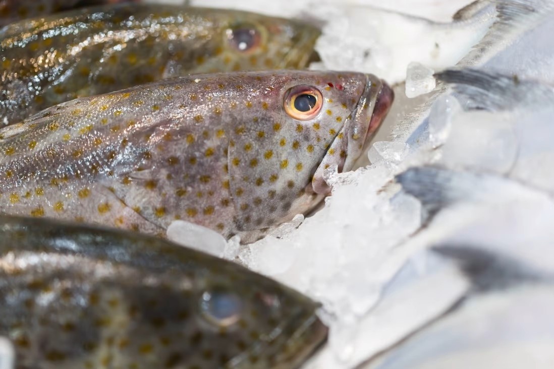 Trung Quoc cam nhap khau ca mu tu Dai Loan anh 1