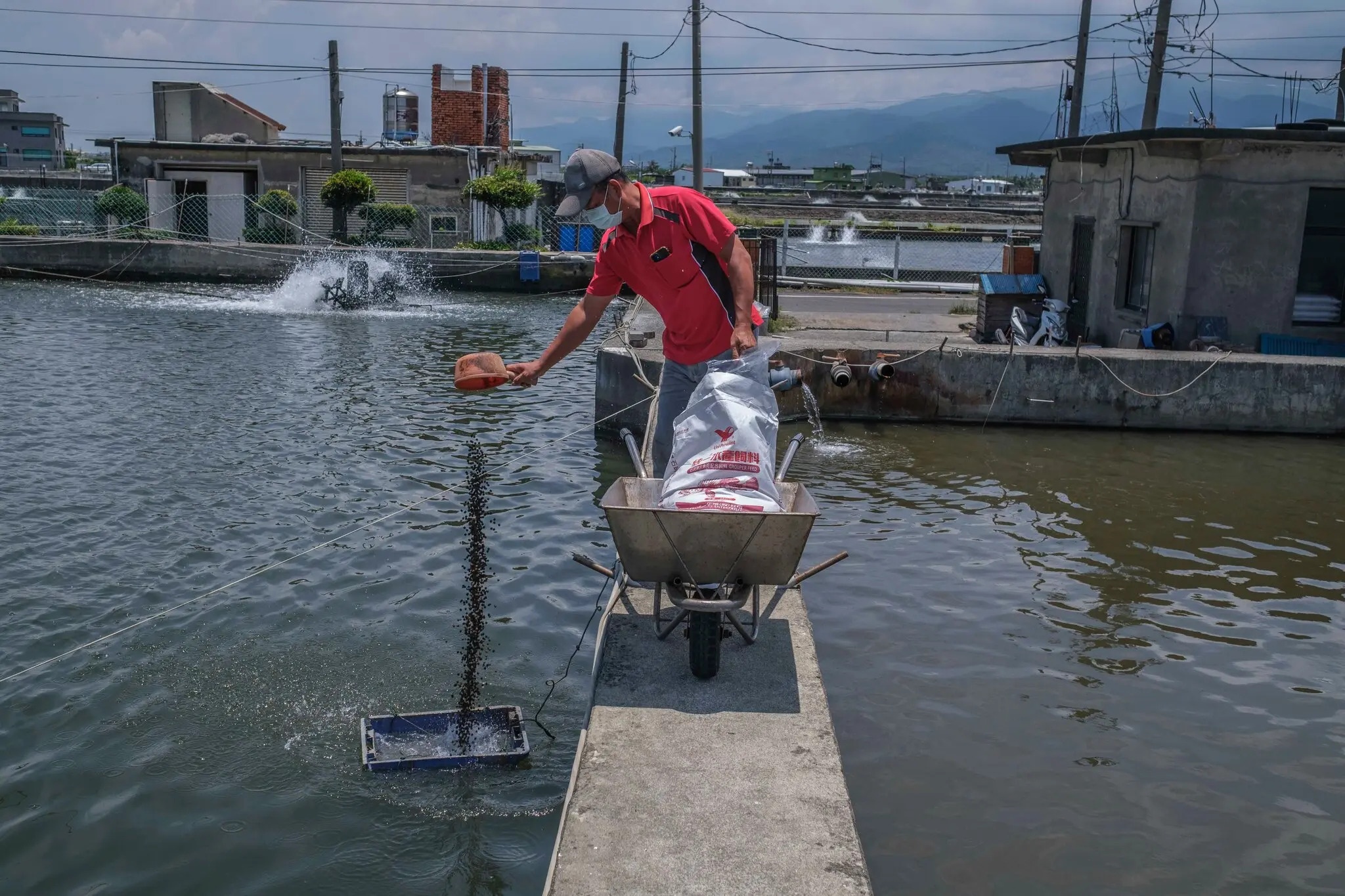 Trung Quoc cam nhap khau ca mu tu Dai Loan anh 3