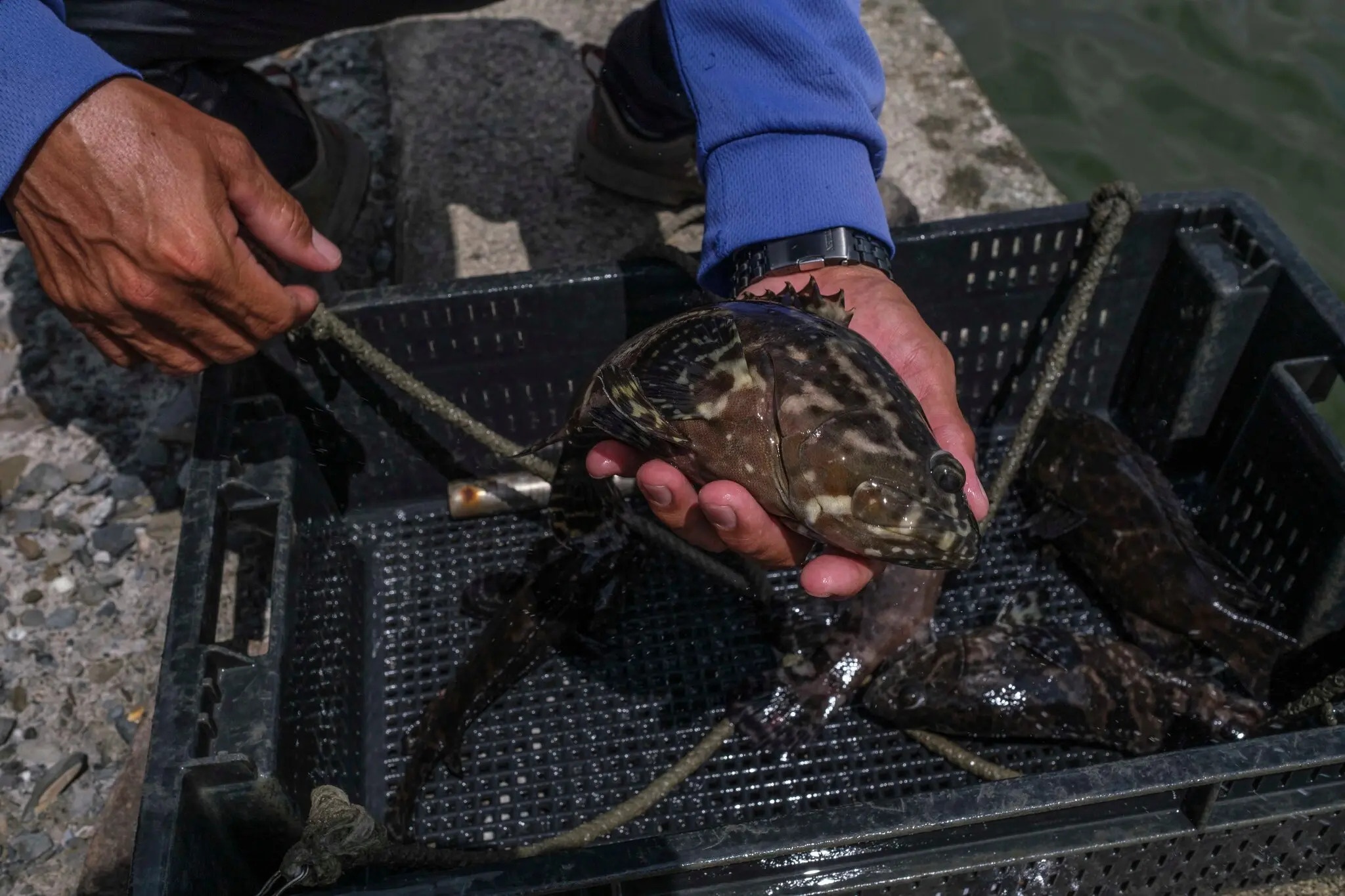 Trung Quoc cam nhap khau ca mu tu Dai Loan anh 5