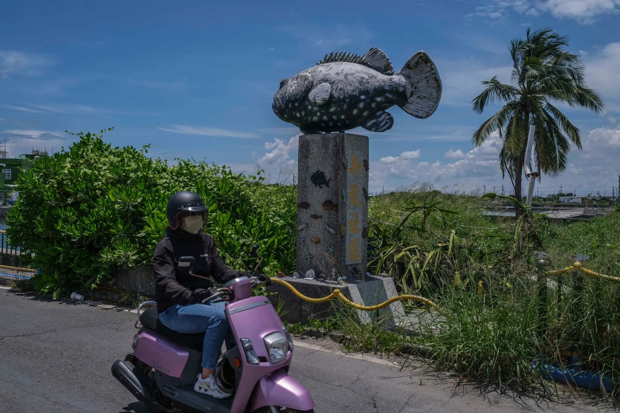 Trung Quoc cam nhap khau ca mu tu Dai Loan anh 7