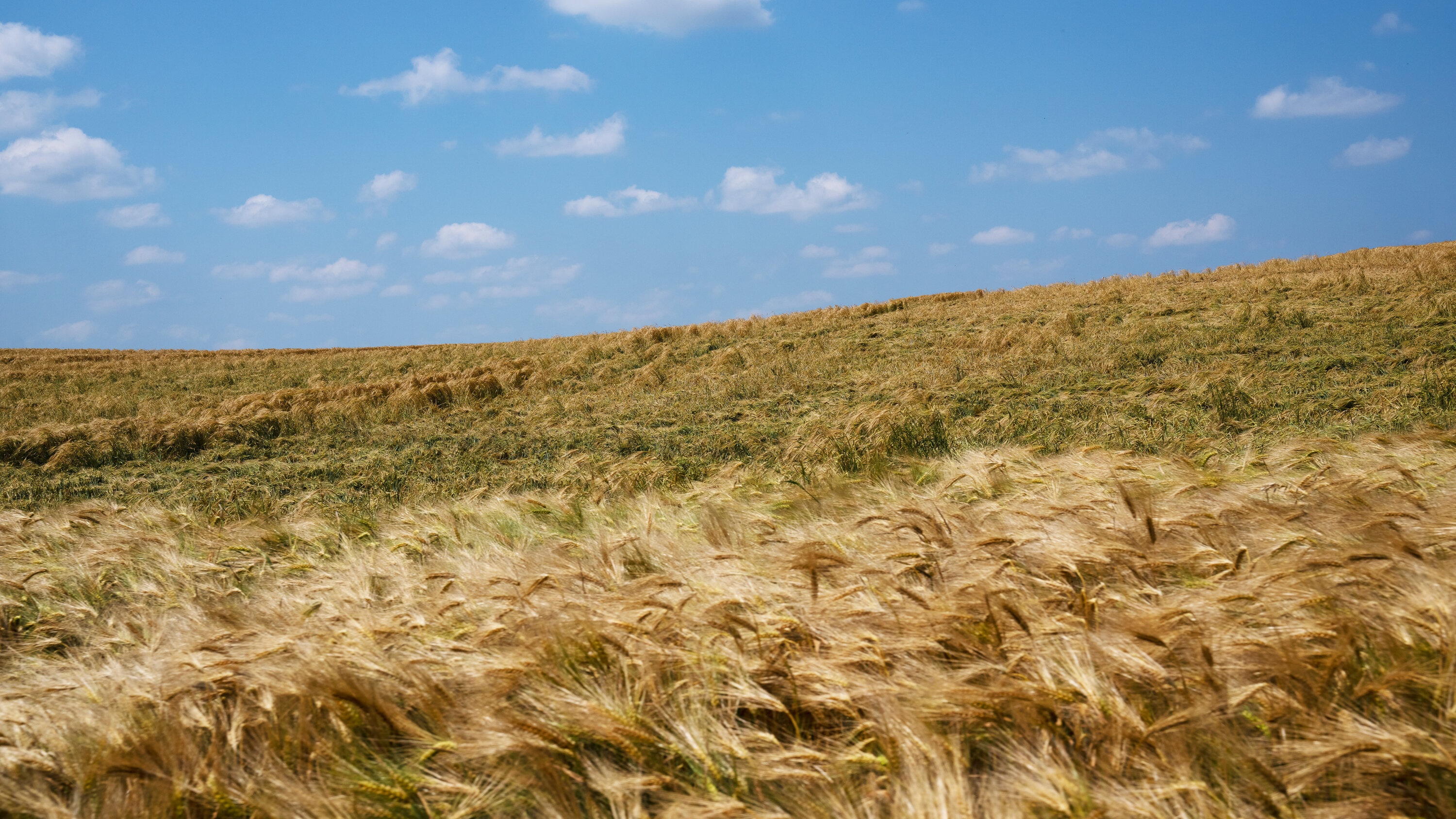 Romania co phai  loi giai cho khung hoang luong thuc toan cau? anh 3