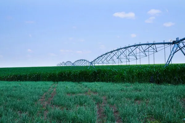 Romania co phai  loi giai cho khung hoang luong thuc toan cau? anh 5