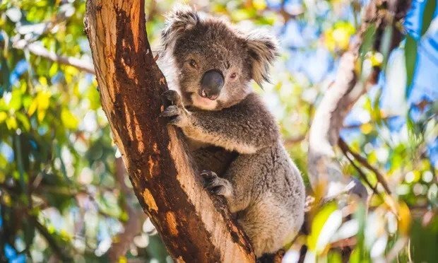 Hang loat gau koala chet bi an o Australia hinh anh