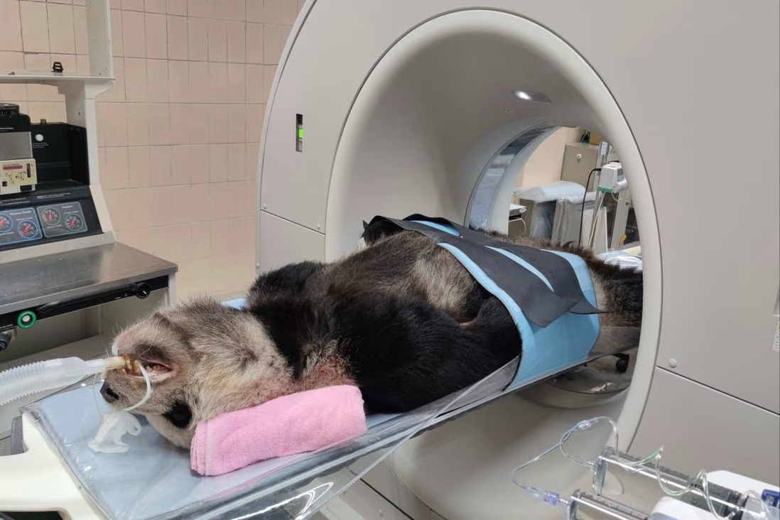 Tuan Tuan - gau truc Bac Kinh tang Dai Loan - qua doi sau con co giat hinh anh