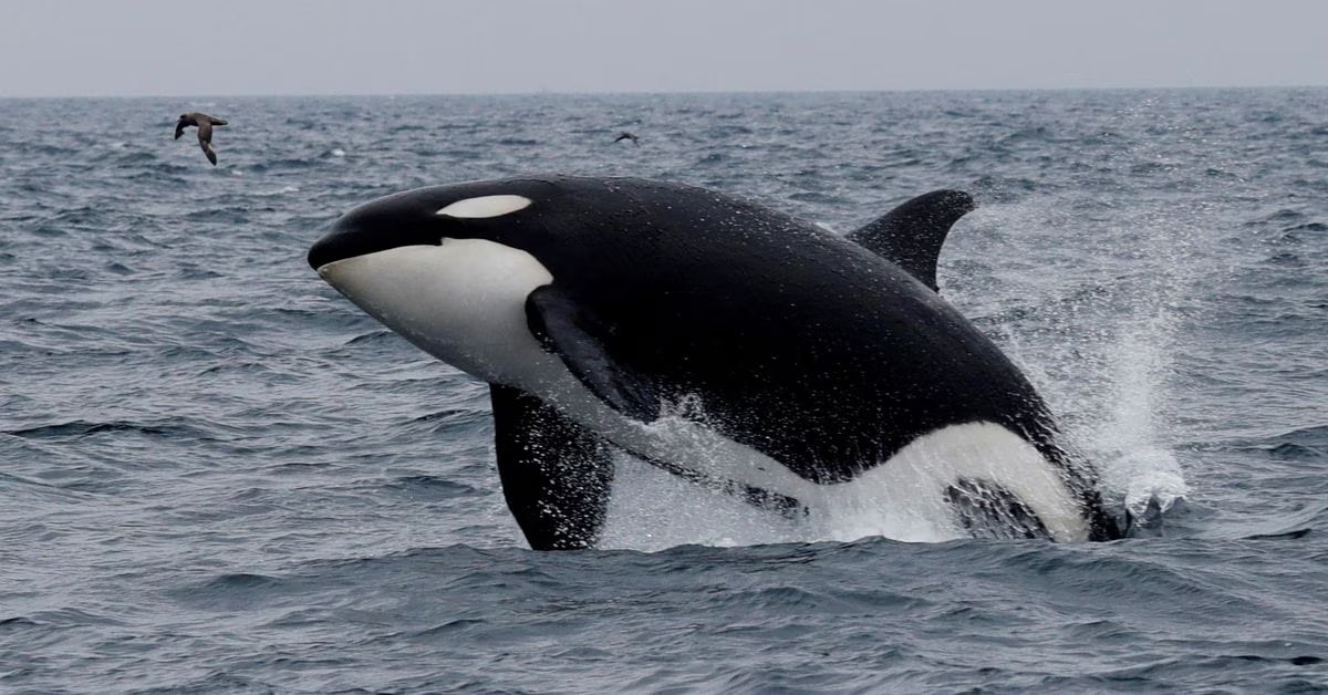 Ca voi sat thu dam thung thuyen buom o ngoai khoi Tay Ban Nha hinh anh